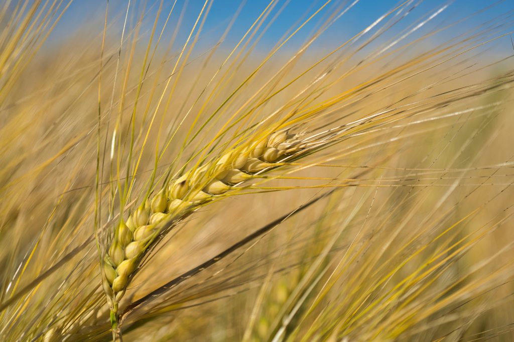 Close-up of a golden wheat spike in a sunny field, capturing the essence of rural harvest and agriculture.